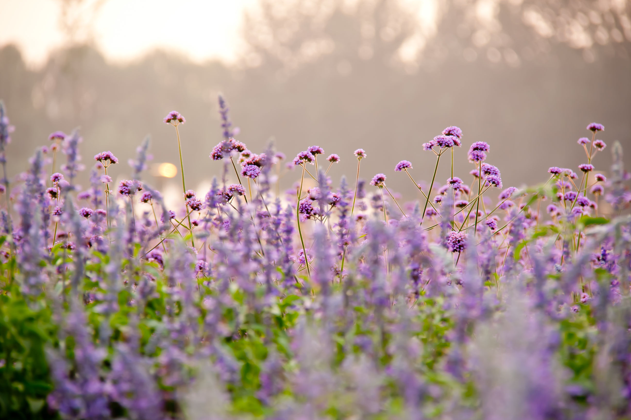 中国最大的薰衣草庄园,世界最漂亮的薰衣草庄园图片