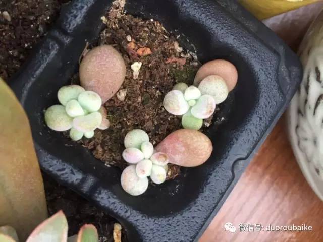 入肉坑,入坑一年半的新手养肉心得