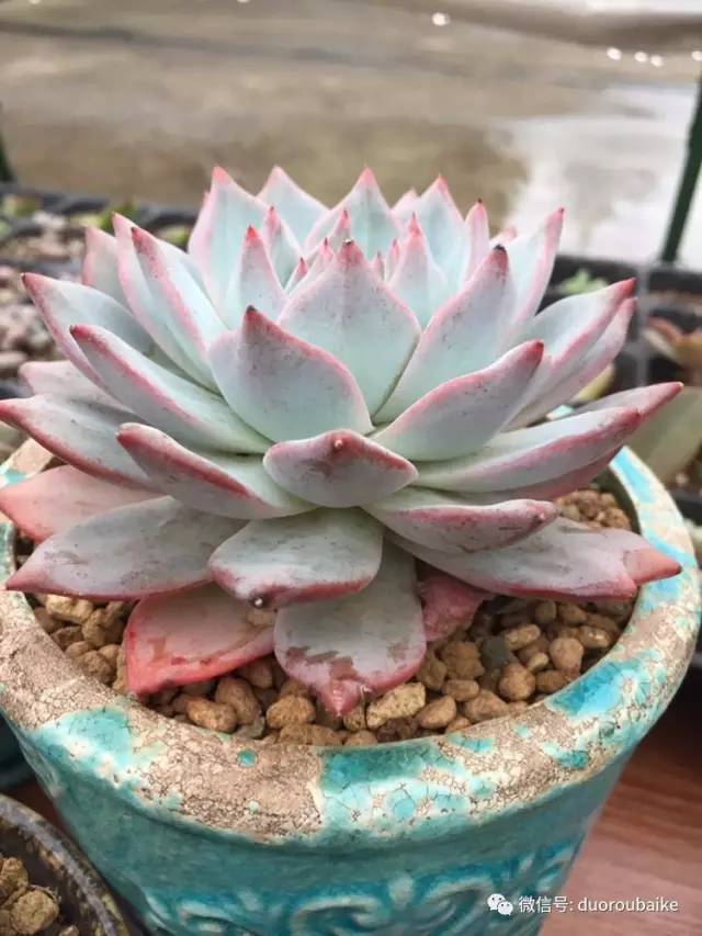 入肉坑,入坑一年半的新手养肉心得