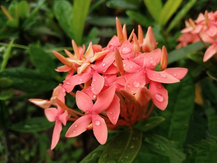 c罗代言中兴努比亚,努比亚z11c罗代言