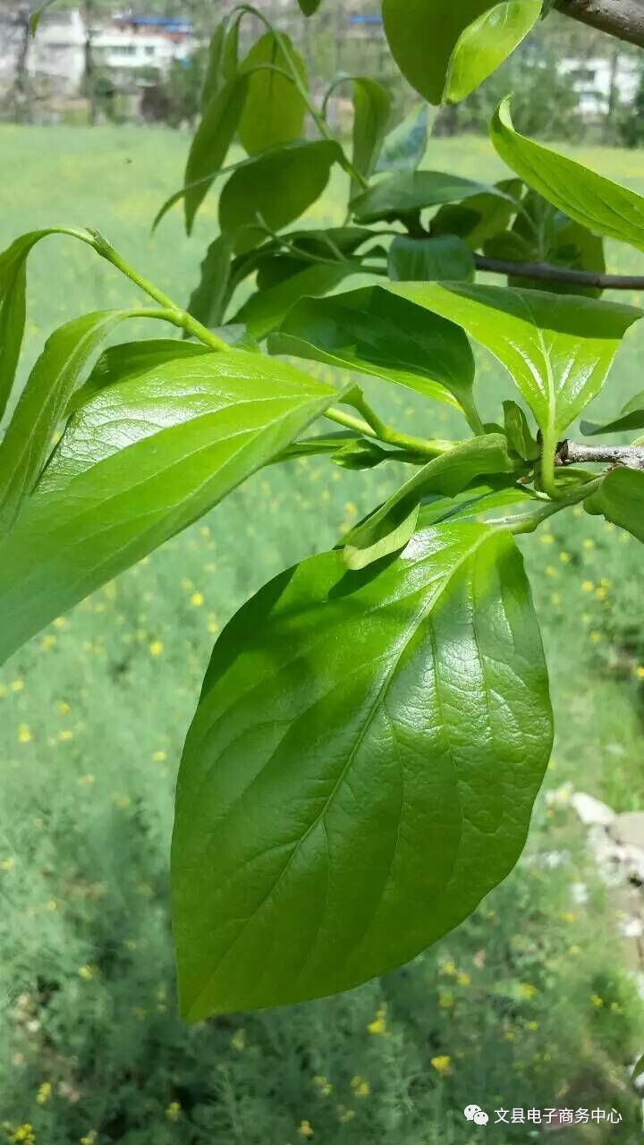 文县贾昌一个“胖子”变”瘦子“的过程