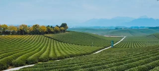 九峰万亩茶园,九峰森林动物园好不好玩