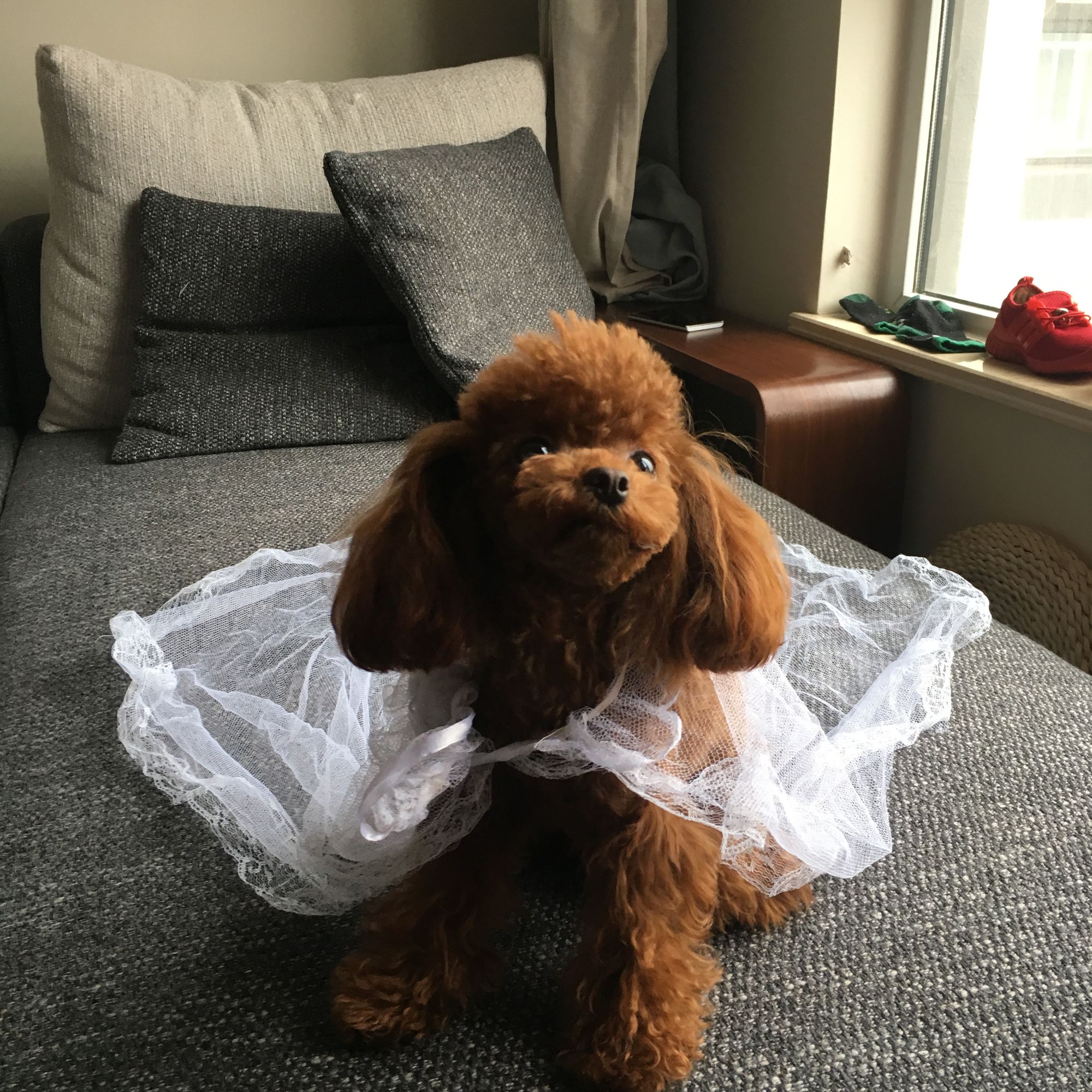 泰迪泪痕严重是什么原因,泰迪泪痕严重各种原因导致