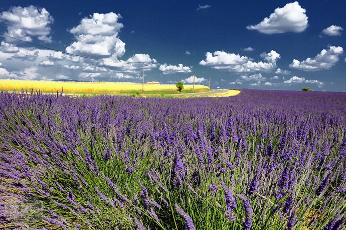 北京的薰衣草庄园门票,北京薰衣草庄园门头沟