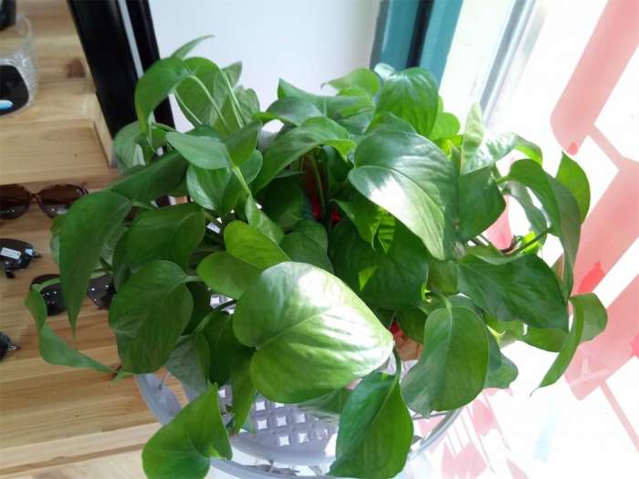 小辣椒新款旗舰机,小辣椒x7值得买吗