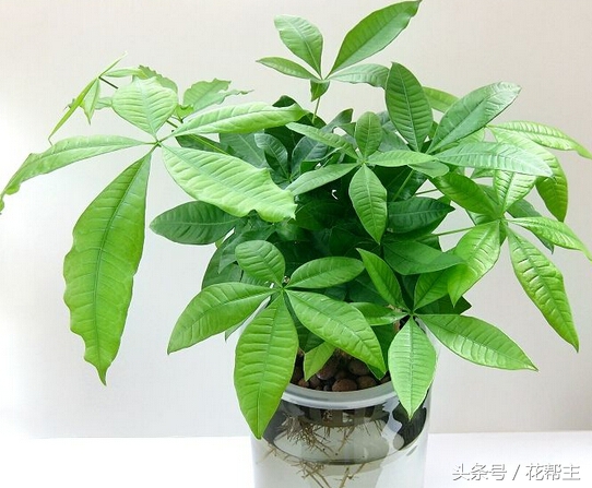 11月室内植物的养护,花花草草冬天在家里怎么过