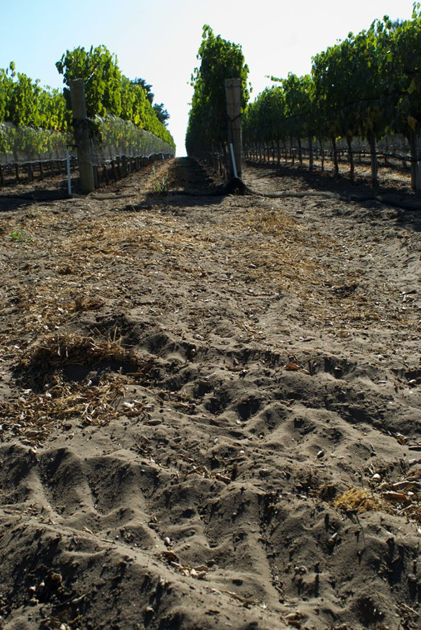啸鹰酒庄多少钱一瓶,美国啸鹰膜拜酒庄