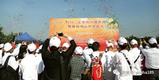 红江橙鲜果价格,红江橙2020价格