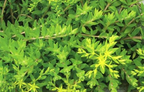 客家人常见的野果,环球客家