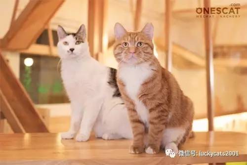 会拍猫的都是好小伙｜你说这些猫咪这么美，我说是的！