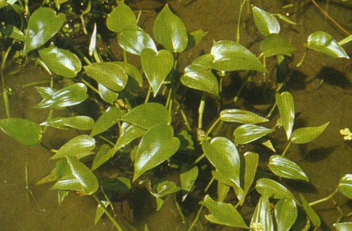 客家人常见的野果,环球客家