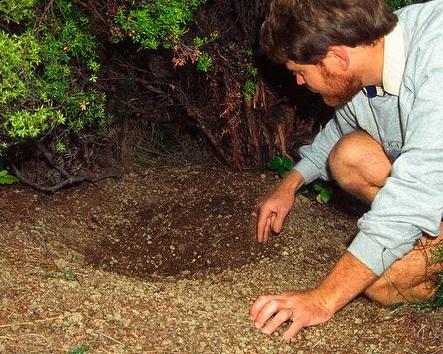 不会飞的绿色胖鸟,不会飞的胖鹦鹉