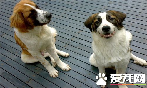 圣伯纳犬是不是中亚牧羊犬,中亚牧羊犬跟圣伯纳犬谁的头最大
