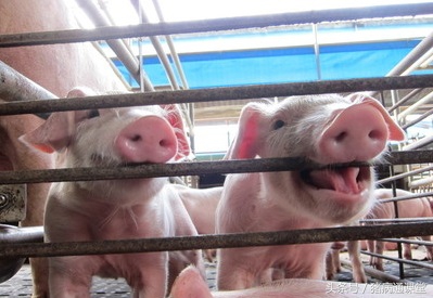 养好母猪的关键三点做好就能赚钱,弄清这几点轻松挣钱