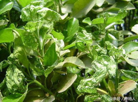会吃叶子的虫子有哪些,哪些虫子爱吃树叶虫