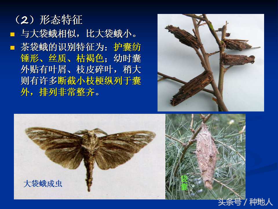 会吃叶子的虫子有哪些,哪些虫子爱吃树叶虫