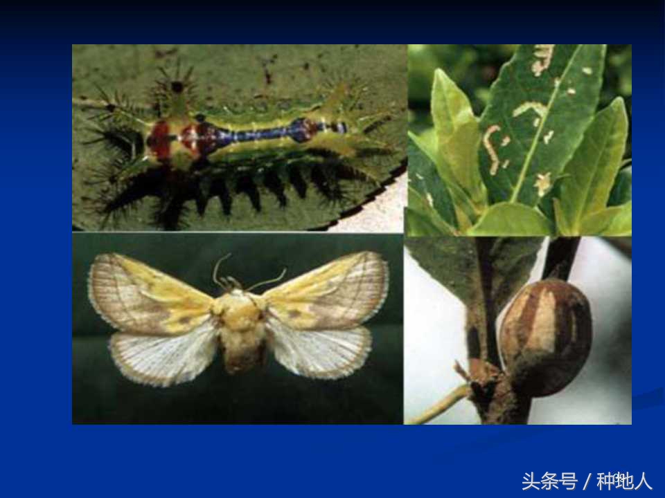 会吃叶子的虫子有哪些,哪些虫子爱吃树叶虫