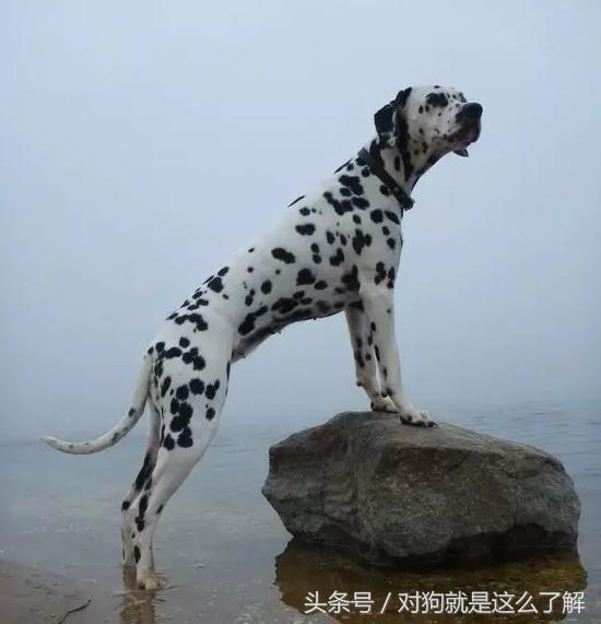 斑点狗科普点读,斑点狗大麦町犬好养吗