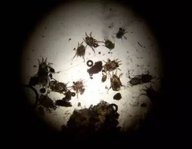 狗狗不停的摇头晃脑打喷嚏,狗狗摇头晃脑走路不稳怎么回事