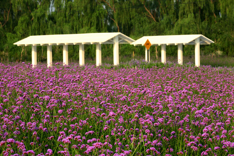 离这里最近的薰衣草庄园,中国最浪漫的地方薰衣草