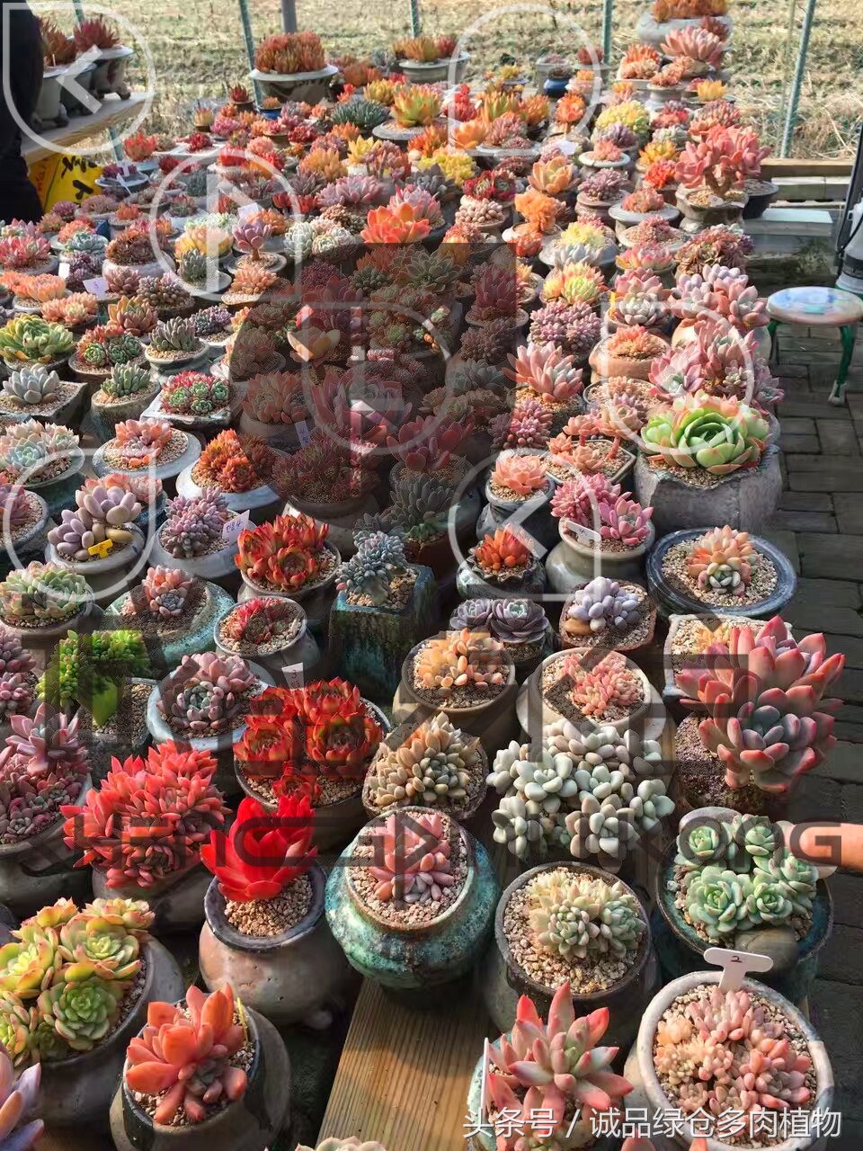 多肉植物大棚直播,密斯达多肉大棚视频