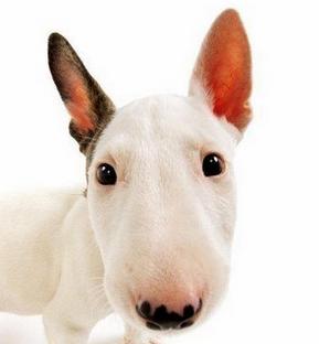 我家狗狗拉稀全是血吃什么药,我家狗狗吐还拉肚子怎么回事