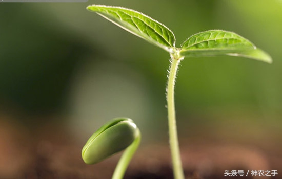 市场上的毒豆芽不能吃,毒豆芽有味道吗