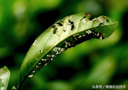 柑橘病虫害管理及营养管理ppt,柑橘花露白时应防治好哪些病虫害