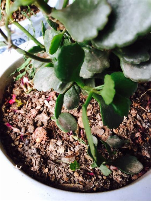 长寿花开过花了如何养能再次开花,冬季刚买的带花苞的长寿花怎样养