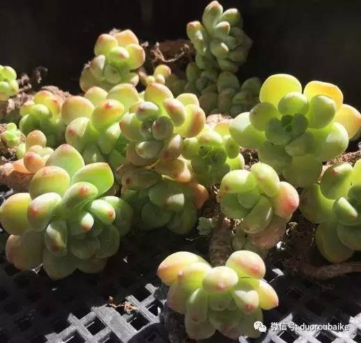 罗琦跟劳尔,罗琦和劳尔最新视频