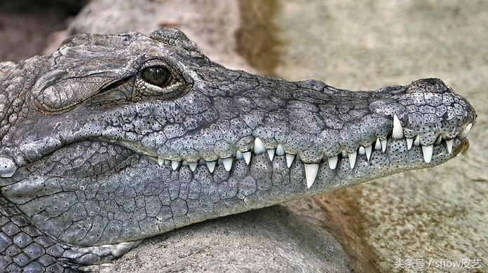 鳄鱼皮如何做皮具,手工皮具鳄鱼皮包