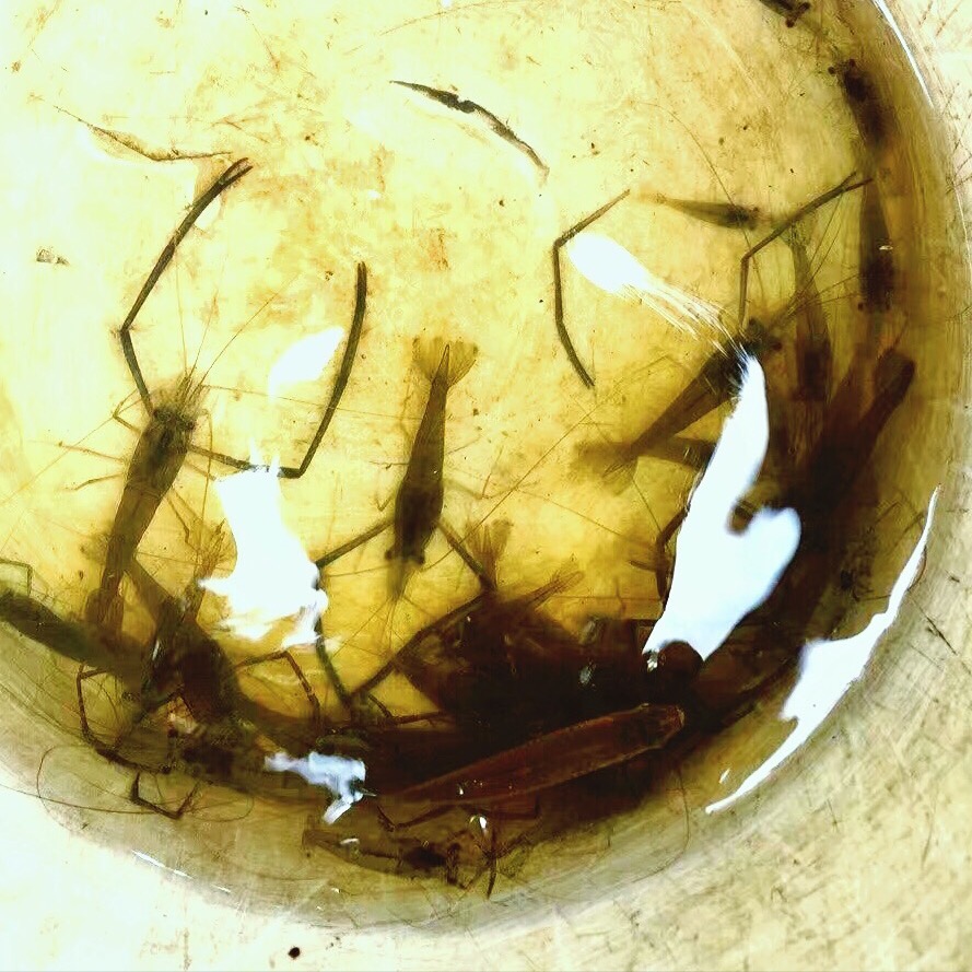 捉虾新技巧学会了就不愁吃虾了,抓虾重庆