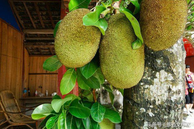 西双版纳避寒城市,冬日西双版纳市区