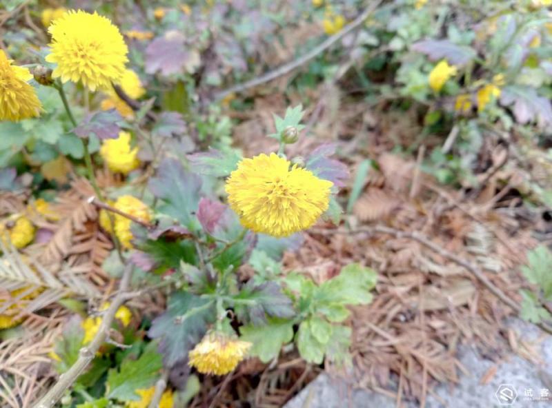 魅蓝note5王者荣耀,不足千元手机推荐