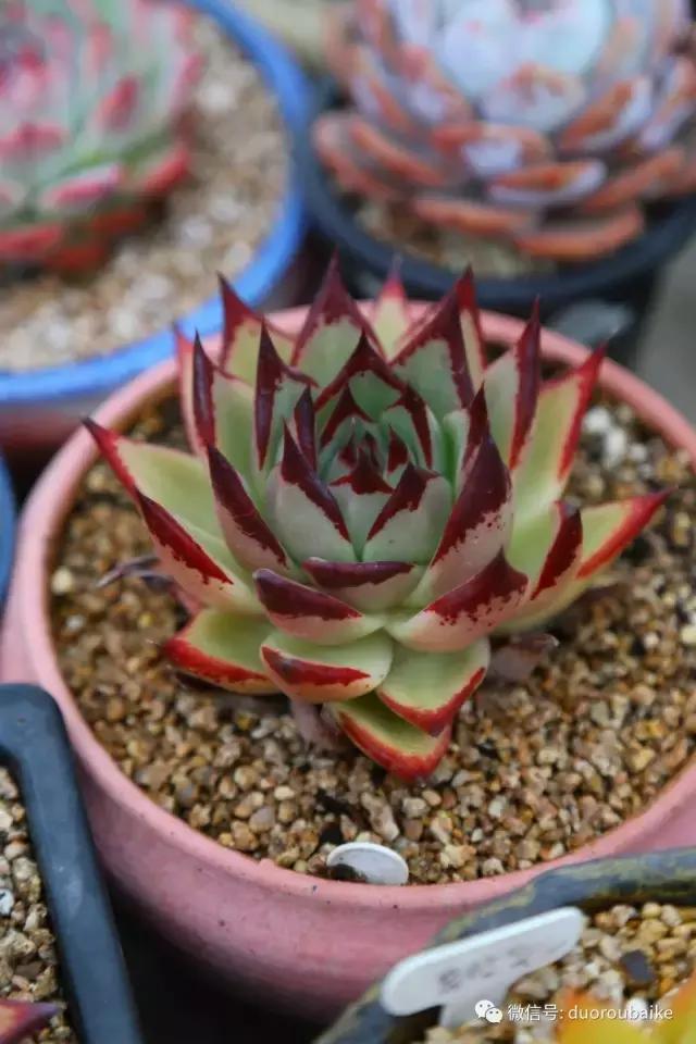 麦饭石颗粒真假,真假黄金麦饭石颗粒