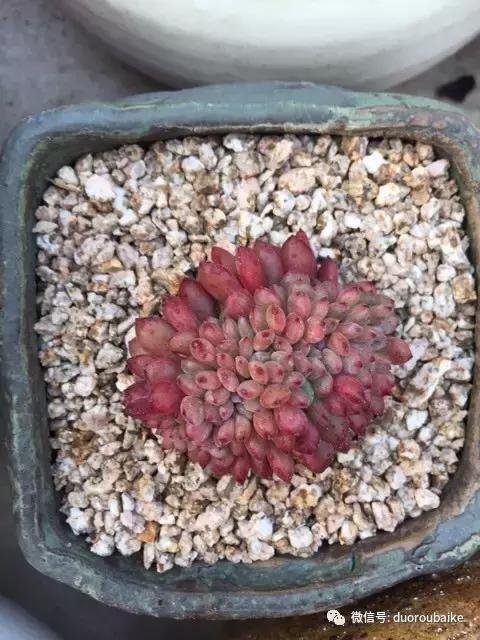 麦饭石颗粒真假,真假黄金麦饭石颗粒