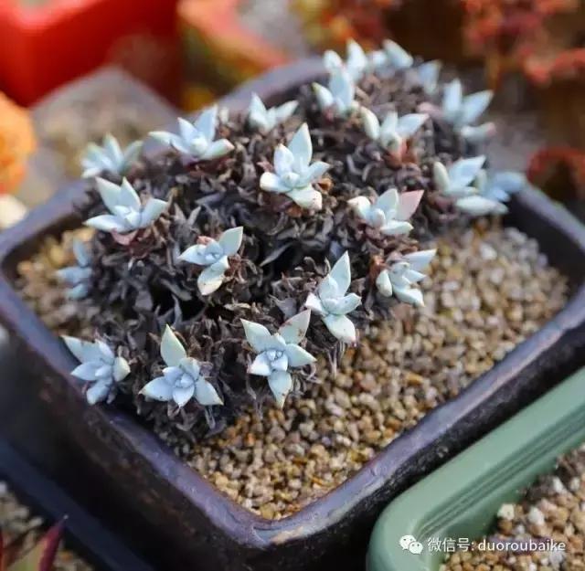 黄金麦饭石是真正麦饭石吗,黄金软麦饭石真假