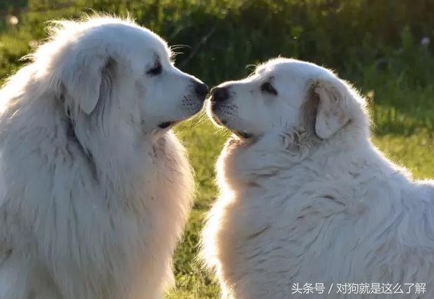最凶悍的大白熊犬,常见的大白熊犬