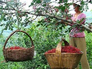土鸡品种和名称大全,土鸡的概念与辨别