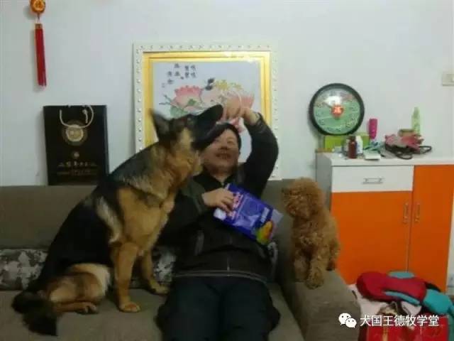 刘阿姨德牧,福多多德牧