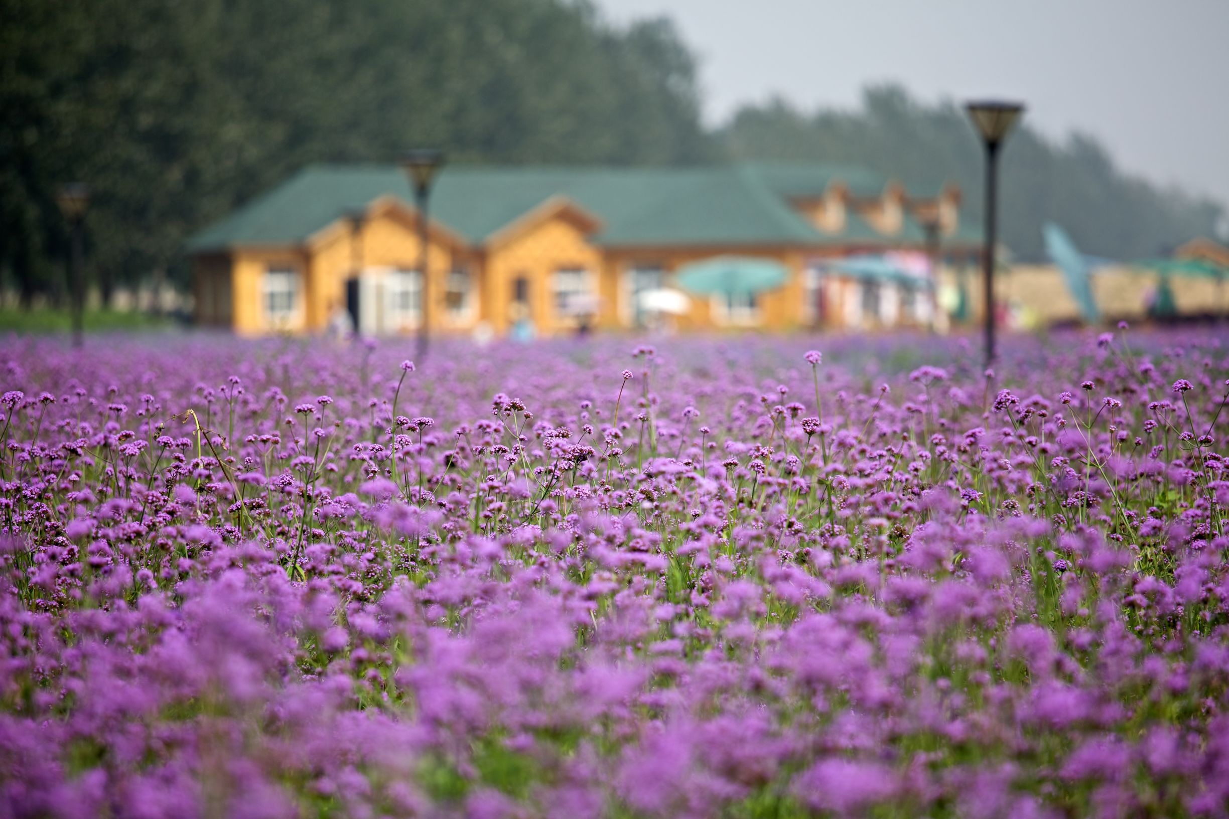 离这里最近的薰衣草庄园,中国最浪漫的地方薰衣草