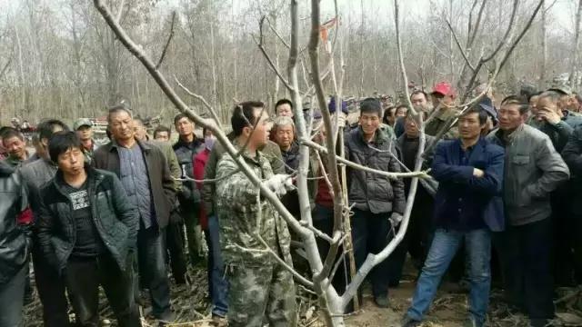 今年核桃价格趋势,今年核桃价格走势如何