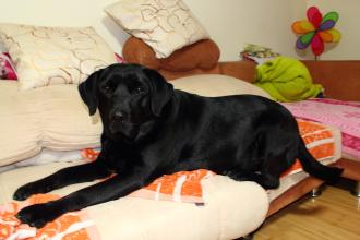 怎么训练狗狗在家不乱叫扰民,狗狗听到门铃叫