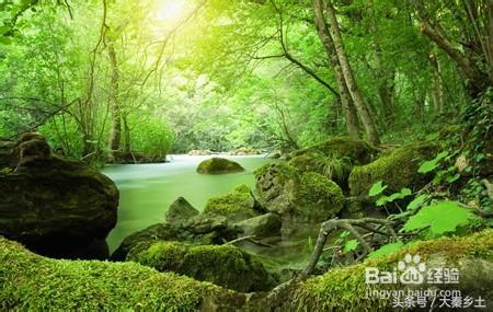 木耳什么样可以采摘,黄山木耳和东北木耳