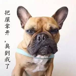 狗狗为什么会吃耳朵,狗狗为什么会吃鸡食