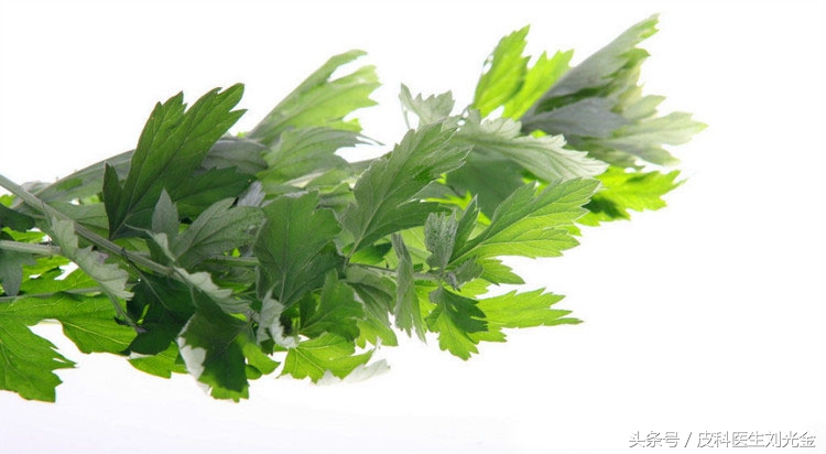 端午节的艾草是最好的,在端午节的时候艾草有什么作用
