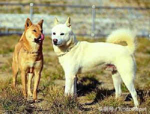 中国本土很像柴犬的品种,和柴犬相像的犬种