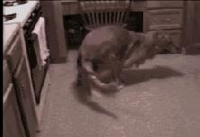 金毛最聪明的一只狗狗,金毛最有灵性是最懂事的狗