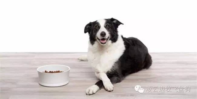 伴侣犬行为管理是什么,大狗狗伴侣犬怎么养活