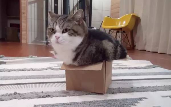 怎么用纸箱做猫屋,猫咪纸箱屋